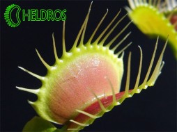 Dionaea Muscipula - typical