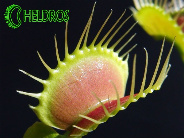 Muchołówka Dionaea Muscipula