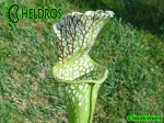 MK H181 Kapturnica Sarracenia x excellens x leucophylla AS SX14 2006