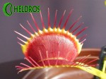 Dionaea Muscipula Muchołówka G14 Dirk Venthams Giant