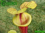 MK F161 Sarracenia Flava var. rubricorpora Apalachicola National Forest, FL. W, F58,JA