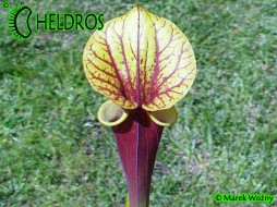 MK F20 Sarracenia Flava var. rubricorpora