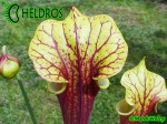 MK F102 Sarracenia Flava var. rubricorpora, Apalachicola National Forest, FL. WS,MS