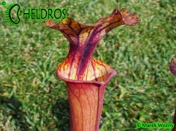 MK F102 Sarracenia Flava var. rubricorpora