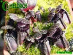 Cefalotus cephalotus eden black