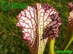 MK L55 Sarracenia Leucophylla Tarnok ,W. Mutant flower form