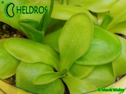 Pinguicula ZECHERI big flower