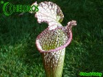 MK L64 Sarracenia Leucophylla Red  White, very stocky autumn Pitcher. Plant originally brought in by Dave Taylor, late 70s