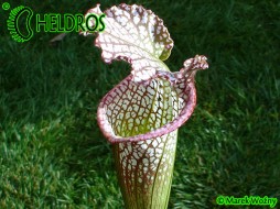 MK L64 Sarracenia Leucophylla Red & White