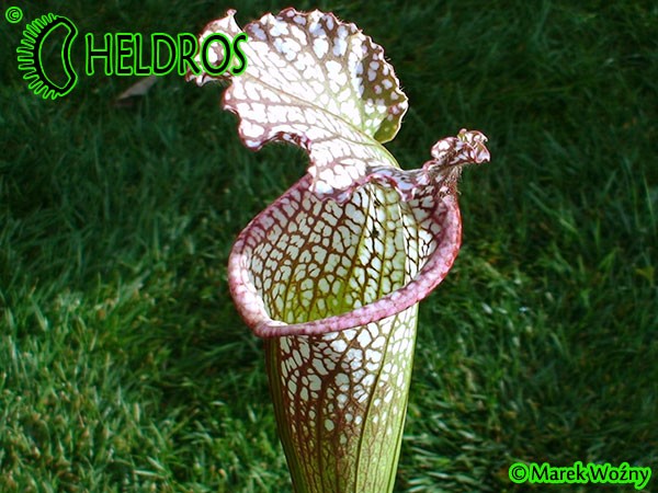 MK L64 Sarracenia Leucophylla Red  White, very stocky autumn Pitcher. Plant originally brought in by Dave Taylor, late 70s