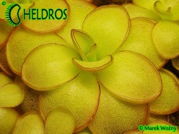 Pinguicula IBARRAE