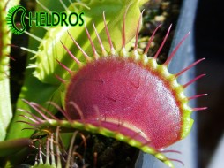 Dionaea Muscipula B52 - gigantic form