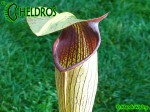 MK A21
Sarracenia Alata var. rubrioperculata. Heavy veined, red lid and throat. Perry County, MS W