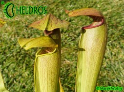 MK H159 Sarracenia x 'Imhotep’
