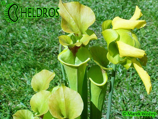MK F17	Sarracenia Flava var. rugelii Milton, FL WF68,JA,copper tinged in early growth. 1 plant discovered near Milton, Florida has a copper tint to the emerging growth and young opened pitchers.