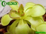 Pinguicula Rotundiflora Tamaulipas