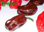 Habanero CONGO BLACK