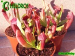 Kapturnica Sarracenia MAROON