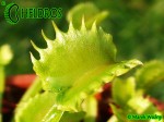 Muchołówka Dionaea Muscipula WEREWOLF