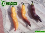 PINK TIGER chili - cross of Bhut Jolokia and Pimenta da Neyde