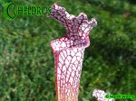 MK L19 Sarracenia Leucophylla Purple and white giant form, Route 71,Nr Altha, N.Florida,W,AH