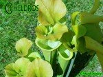 MK F17	Sarracenia Flava var. rugelii Milton, FL WF68,JA,copper tinged in early growth. 1 plant discovered near Milton, Florida has a copper tint to the emerging growth and young opened pitchers.