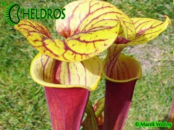 MK F45 Sarracenia Flava var. rubricorpora