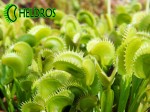 Muchołówka Dionaea DENTATE