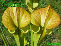 MK F173 Sarracenia Flava var. cuprea