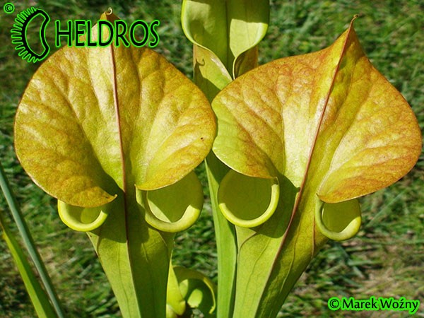 MK F173	Sarracenia Flava var. cuprea Pender Co. NC ,W F45,JA