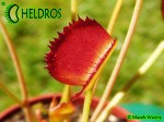 Muchołówka Dionaea Muscipula  Korean Melody Shark