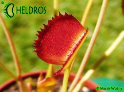 Dionaea Muscipula KOREAN MELODY SHARK