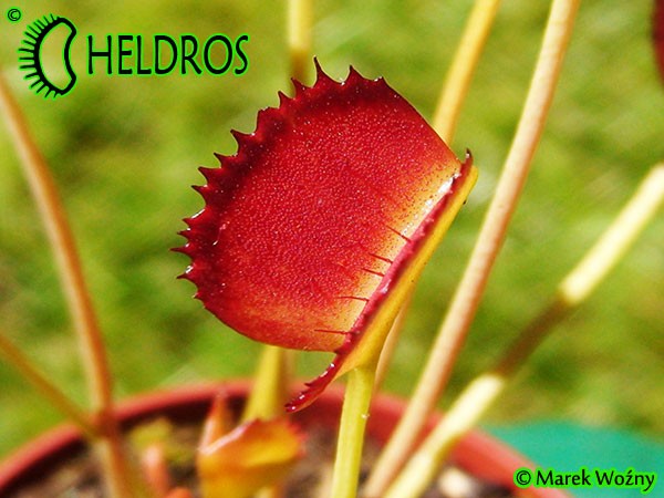 Muchołówka Dionaea Muscipula  Korean Melody Shark