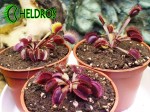 Dionaea Muscipula Muchołówka AKAI RYU - RED DRAGON