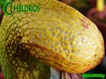 Darlingtonia Kalifornijska Darlingtonia Californica