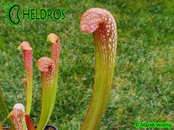 MK H65 Sarracenia x ‘Judy’