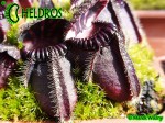 Cefalotus cephalotus eden black
