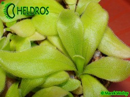 Pinguicula COLIMENSIS - sticky