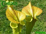 MK F173	Sarracenia Flava var. cuprea Pender Co. NC ,W F45,JA