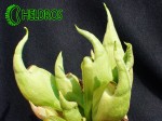 Kapturnica SARRACENIA x SMURF