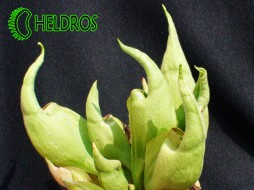 SARRACENIA x 'SMURF' - very nice
