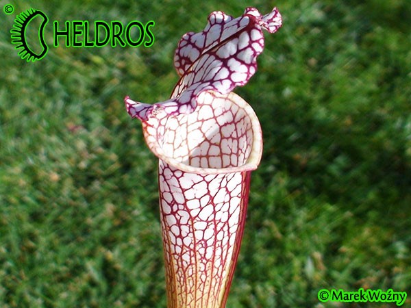 MK L30 Sarracenia leucophylla Red  white, Viv Topham