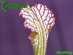 MK L7 Sarracenia Leucophylla Pubescent form