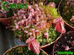 Cefalotus Bukłakowaty - CEPHALOTUS FOLLICULARIS