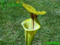 MK F38 Sarracenia Flava var. ornata