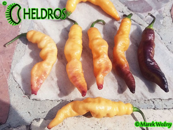 PINK TIGER chili - cross of Bhut Jolokia and Pimenta da Neyde