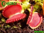 Dionaea Muscipula Muchołówka Coquillage