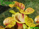 MK F161 Sarracenia Flava var. rubricorpora Apalachicola National Forest, FL. W, F58,JA