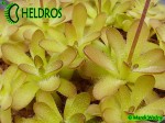 Tłustosz pinguicula cv. Crystal