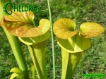 MK F173	Sarracenia Flava var. cuprea Pender Co. NC ,W F45,JA